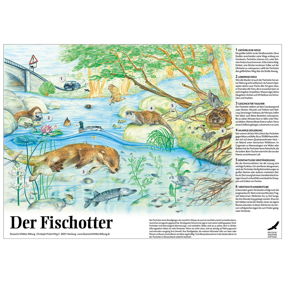 POSTER & AUSMALBILD „Der Fischotter“ - mehrfach