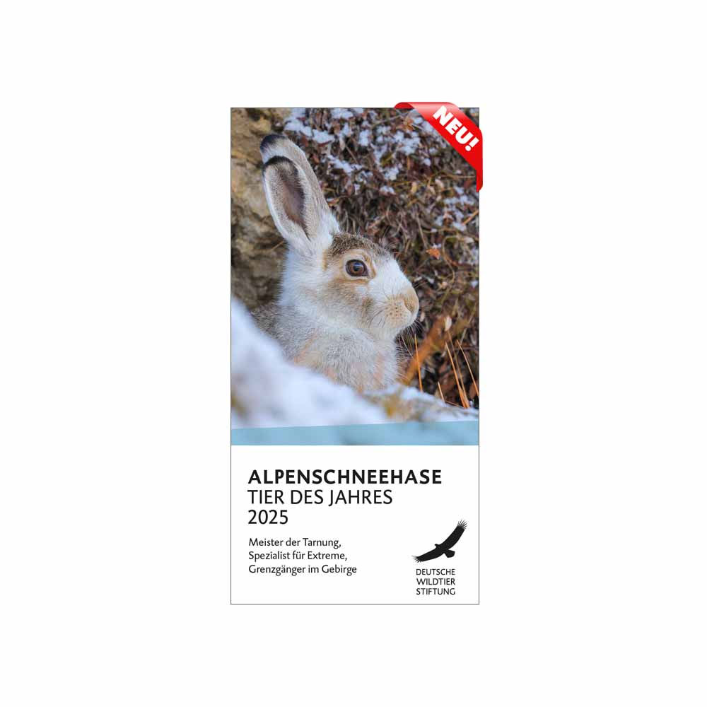 ALPENSCHNEEHASE – TIER DES JAHRES 2025