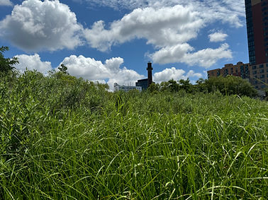 tidal marsh