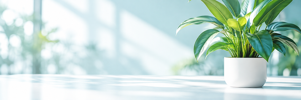 Plante tropicale en lumière naturelle.png