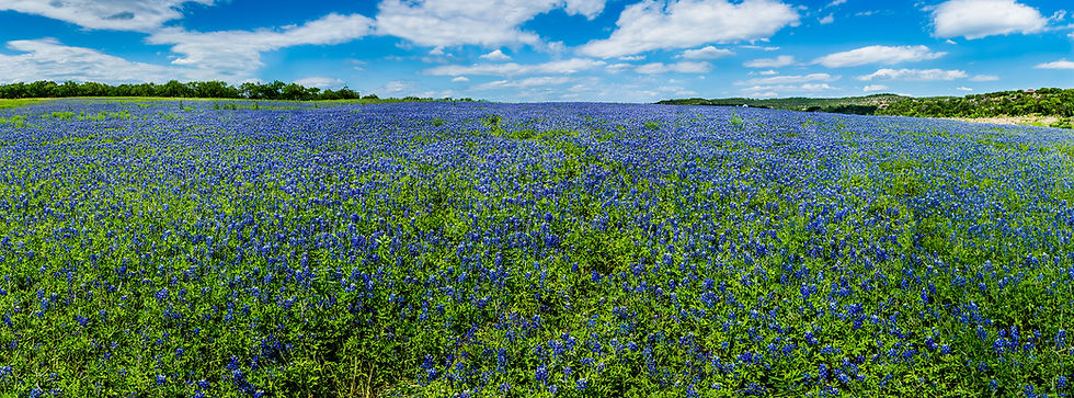 BlueBonnets.jpg