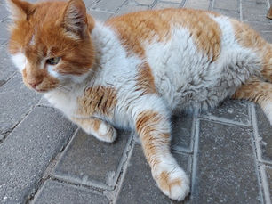 Kızlarağasının Kedileri