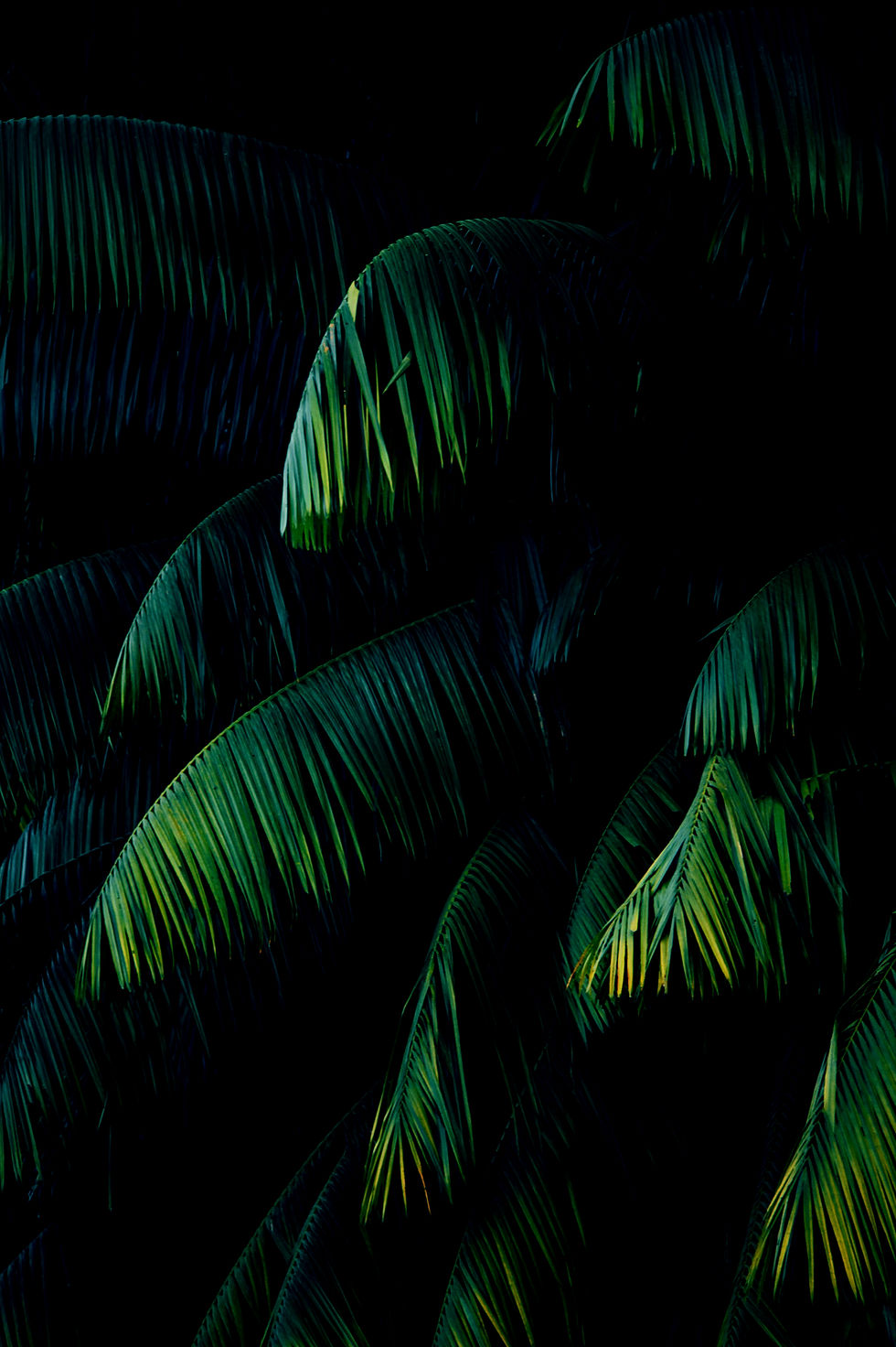 Palm Trees_edited_edited.jpg