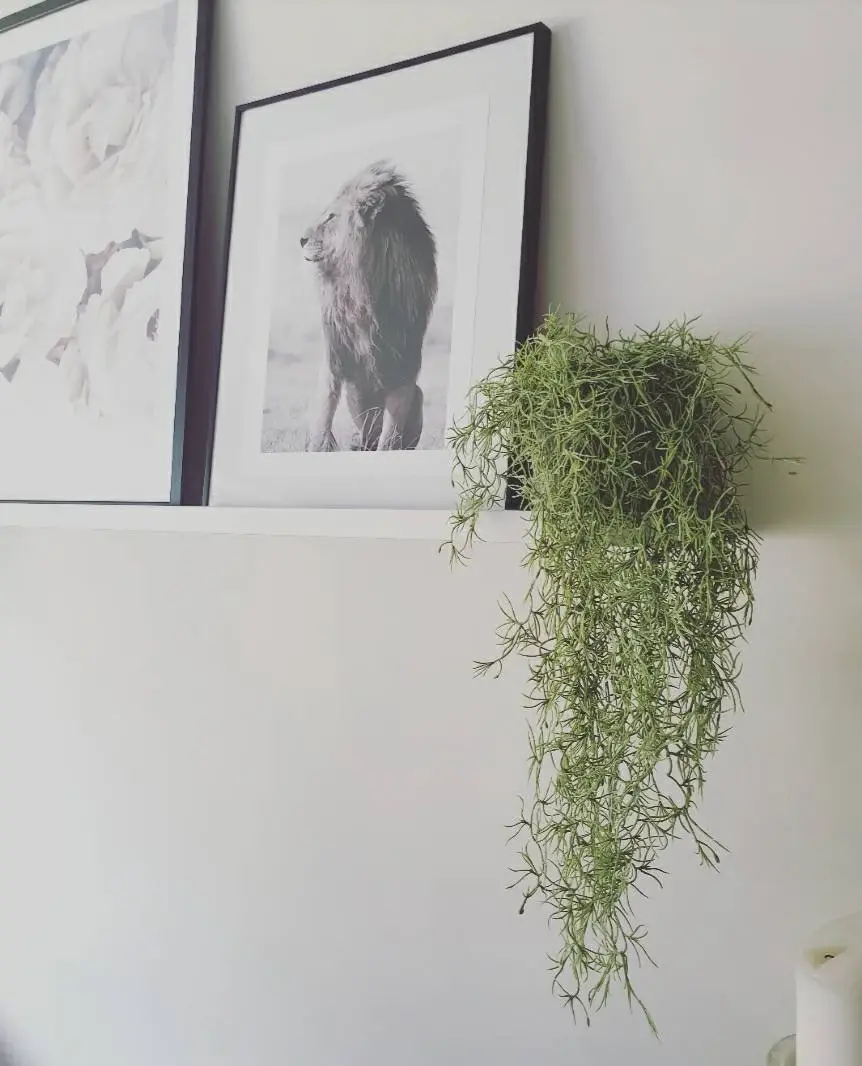 Thumbnail: Spanish Moss