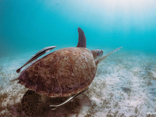 St.Thomas TurtleBER.jpg