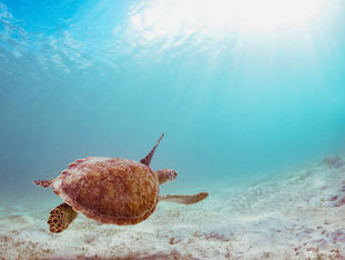 GreenTurtle St.Thomas_BER.jpg