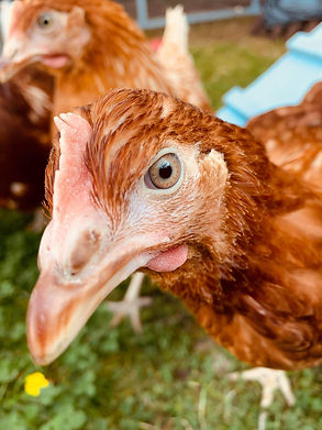 chicken .jpeg