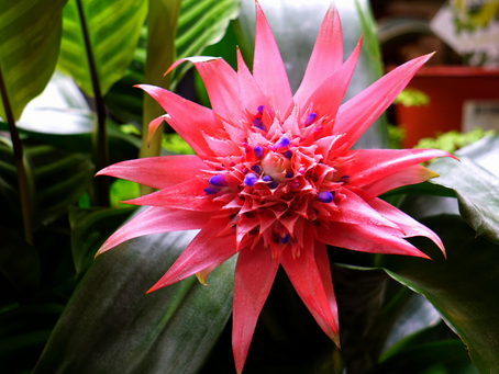 Bromeliads