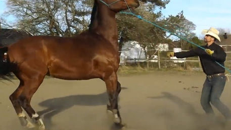 Natural Horsemanship Del 2: Ordets makt