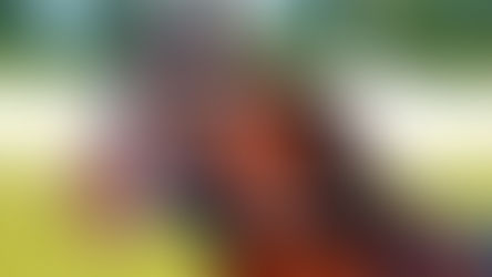 Fortjener hestenæringen sosial aksept?