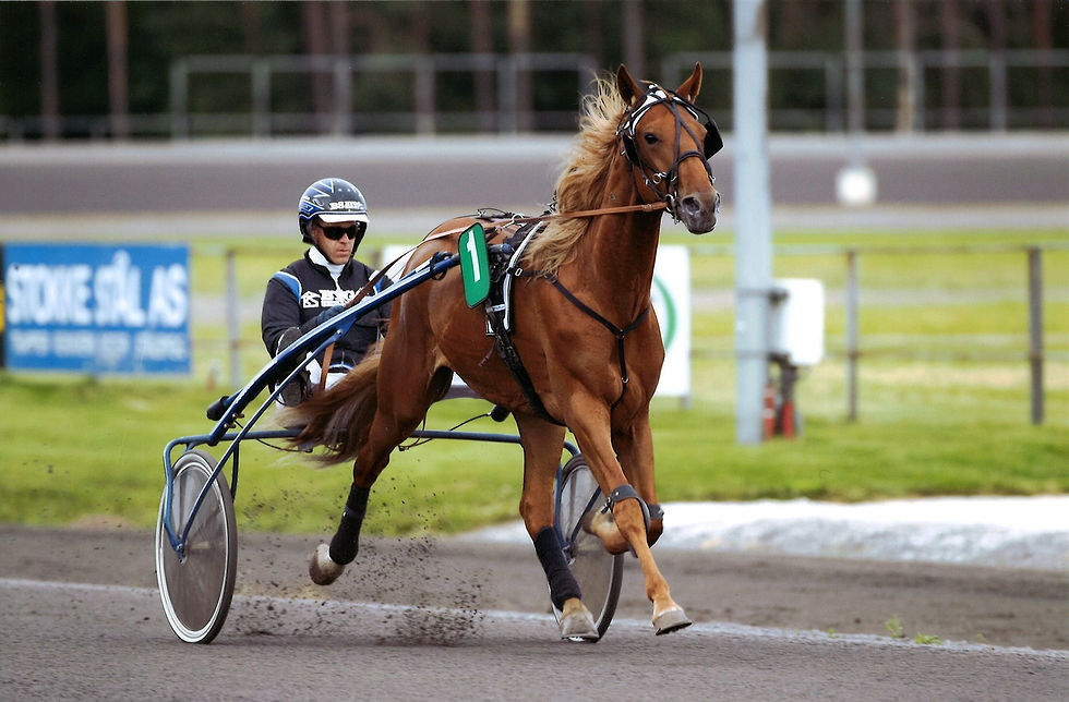 Red Shankly R.S. på Jarlsberg Travbane i 2017. Da var han tre år. Foto: Hesteguiden.com.