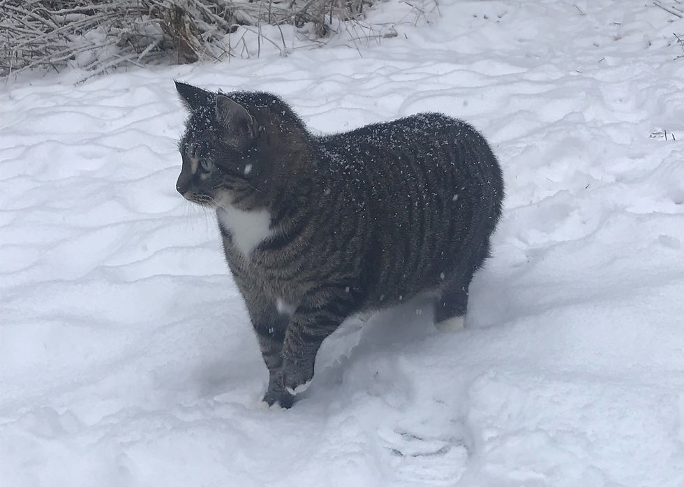 Pippa liker seg i snøen. Foto: Abolisjonisten