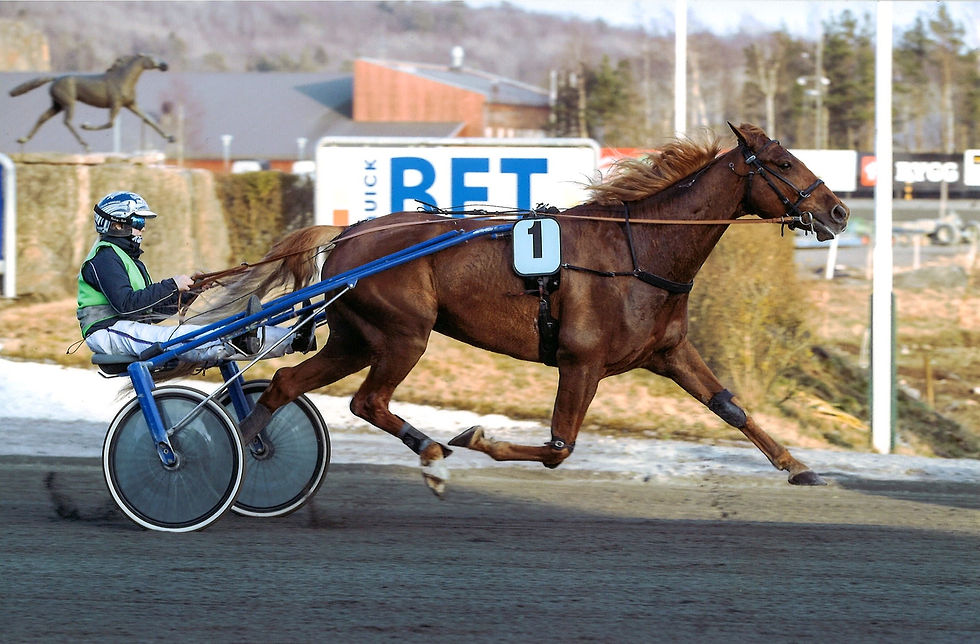 Red Shankly R.S. i mars 2022, noen måneder før han døde. Han ble åtte år. Foto: Hesteguiden.com.