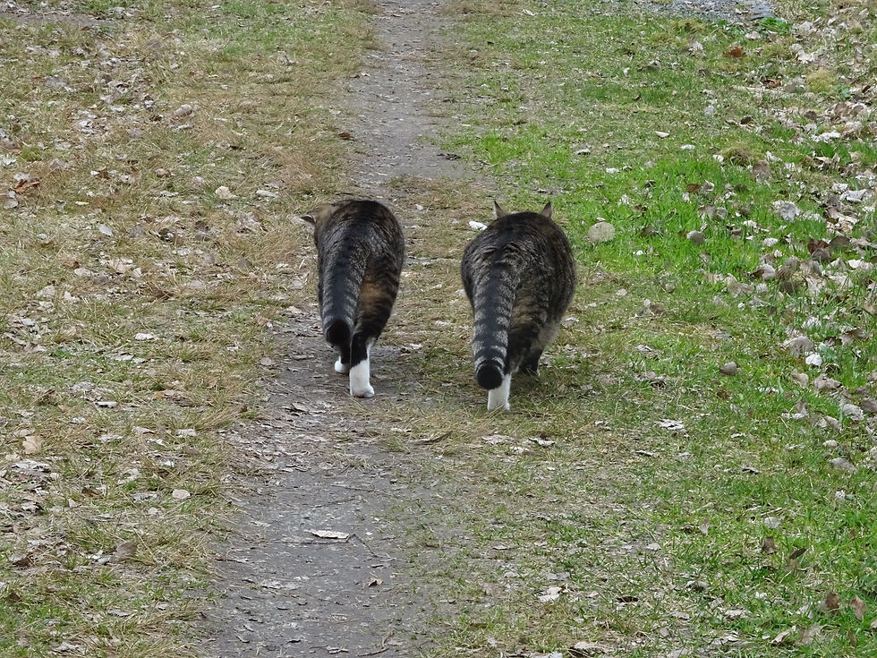 Å gå på tur med kattene er trygt både for dem og fuglelivet. Foto: Abolisjonisten