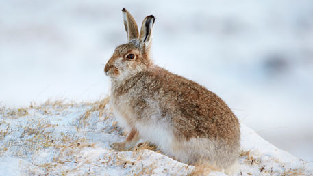 Høstjakten: Blodig forlystelse i skog og fjell