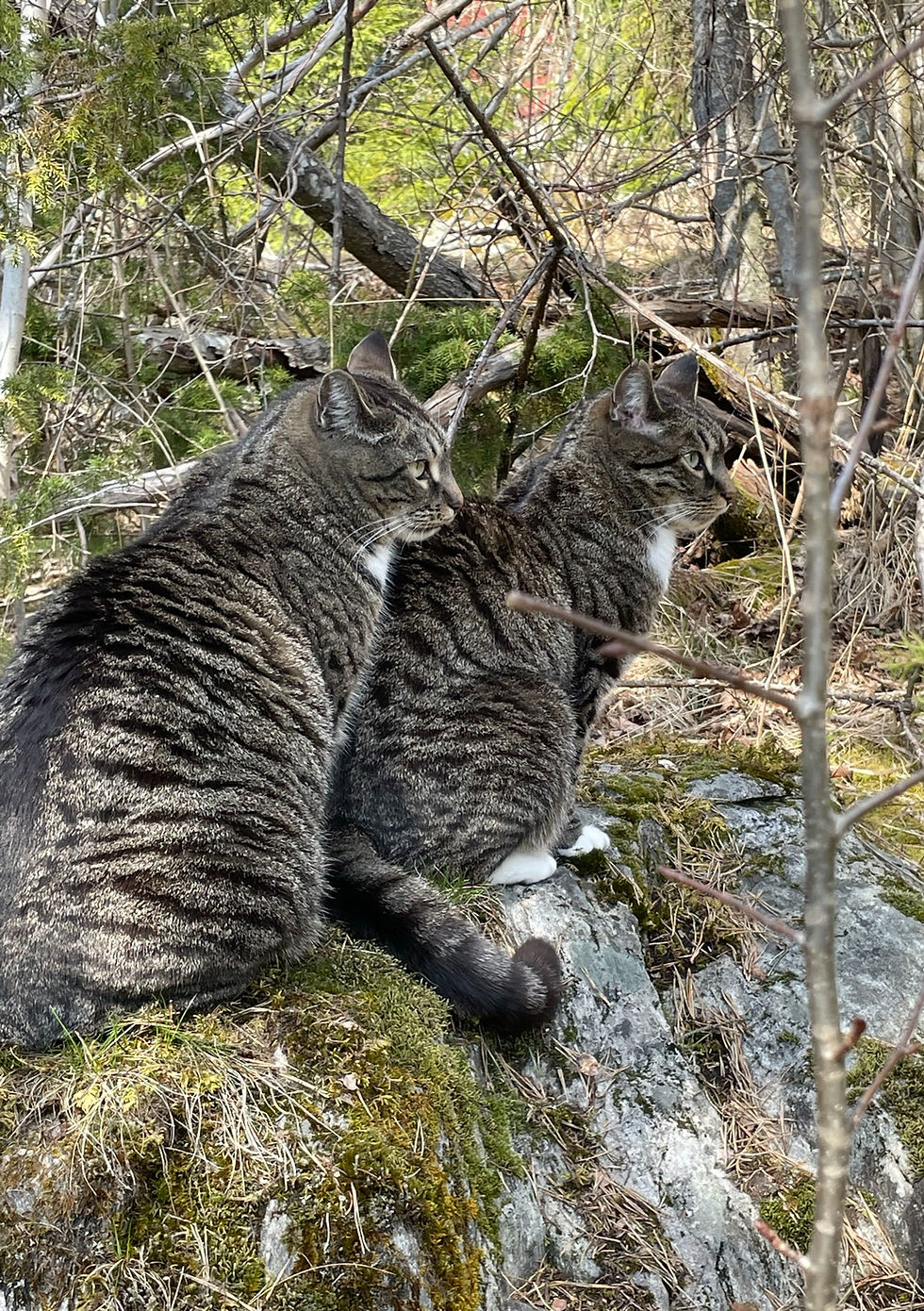 Det er tusenvis av hjemløse katter i Norge. Taran og Pippa var to av dem. Deres foreldre tilhørte en kattekoloni. Foto: Abolisjonisten