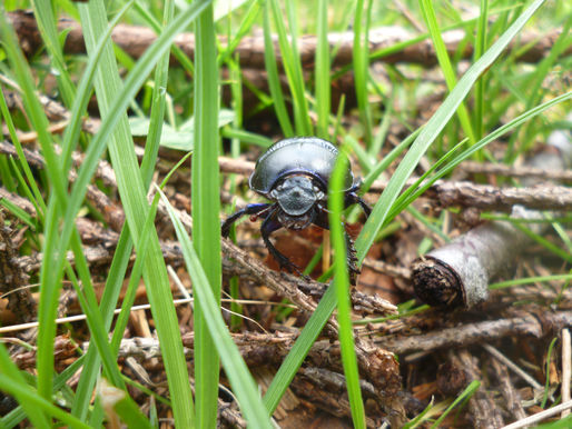 Insekter: Tordivelen