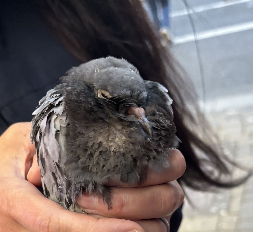 En ung og syk due vi fant i Dublins gater. Foto: Glenn Møane