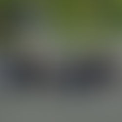 Avliving av hest: Frikjennelse for drap?