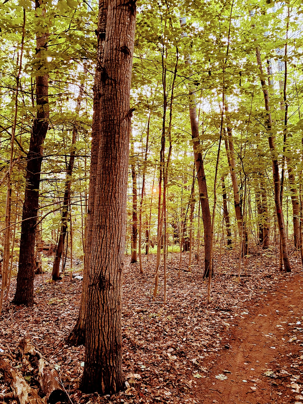 image (56).png