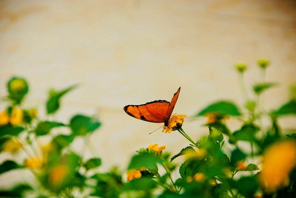 DSC_0126 Copy (1).JPG