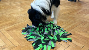 Workshop: Der Hund spricht zu dir! 2a