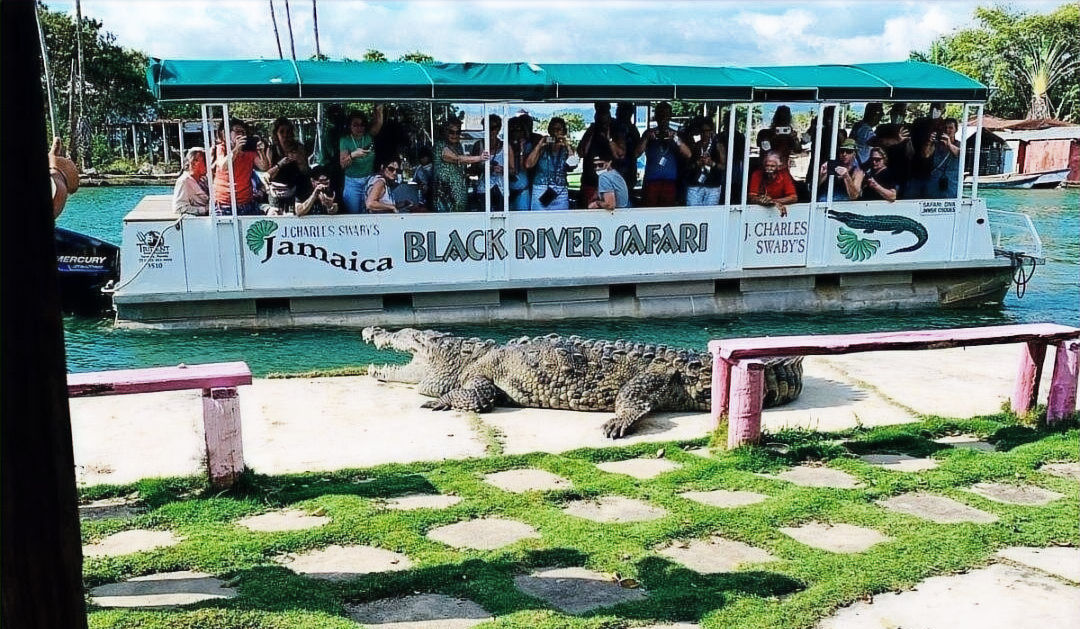 Black river safari tour