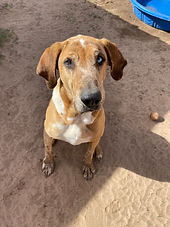 Hound mix
