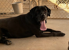 Lab/Great Dane