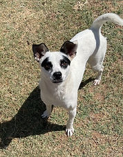 Terrier Mix