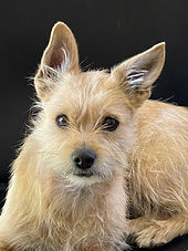 Terrier Mix