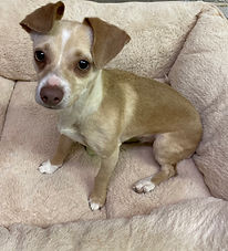 Chihuahua mix