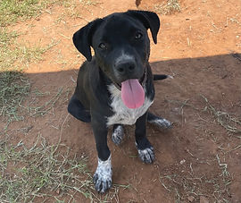 Lab Mix