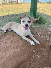 Chihuahua mix