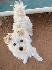 Schnauzer