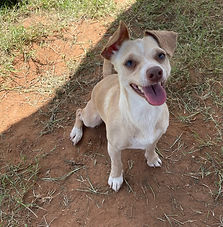 Chihuahua mix