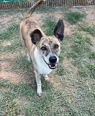 Corgi mix