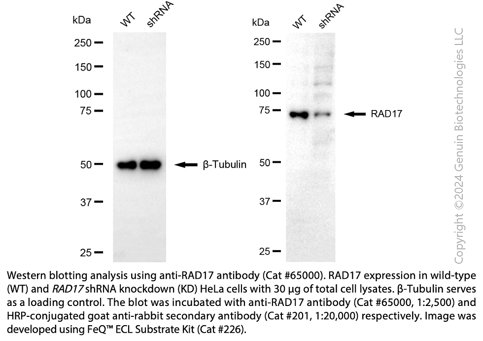 Thumbnail: KD-Validated Anti-RAD17 Rabbit pAb #65000