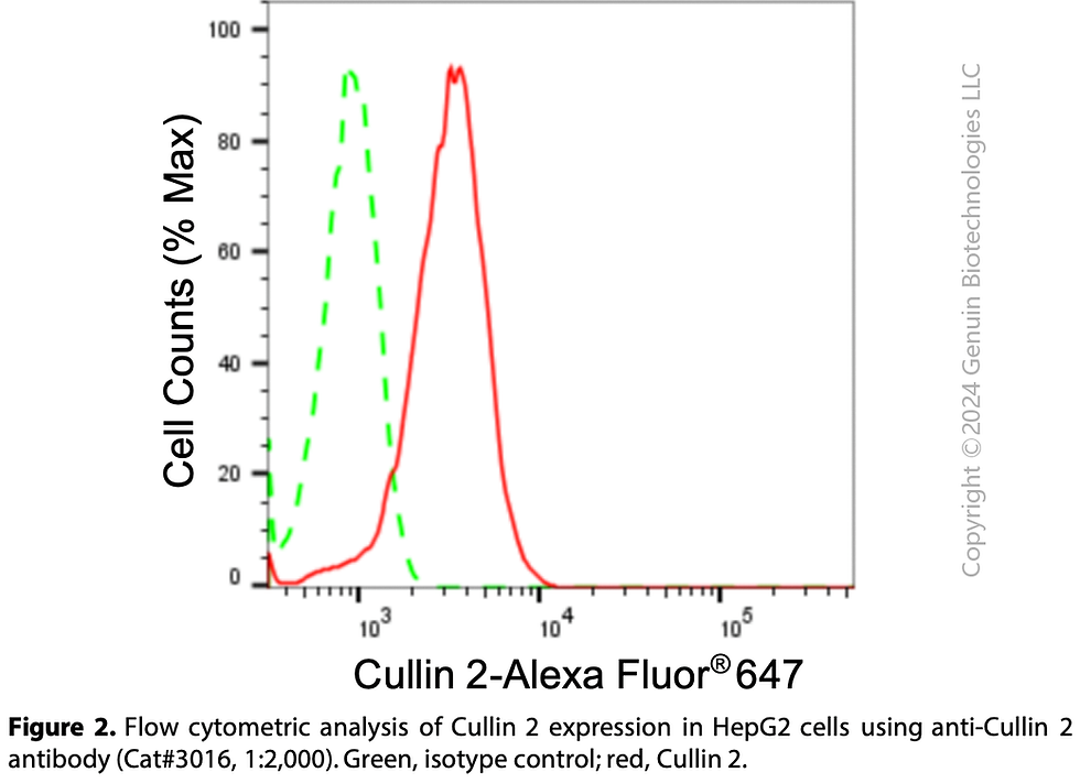 Thumbnail: Anti-Cullin 2 Rabbit mAb #3016