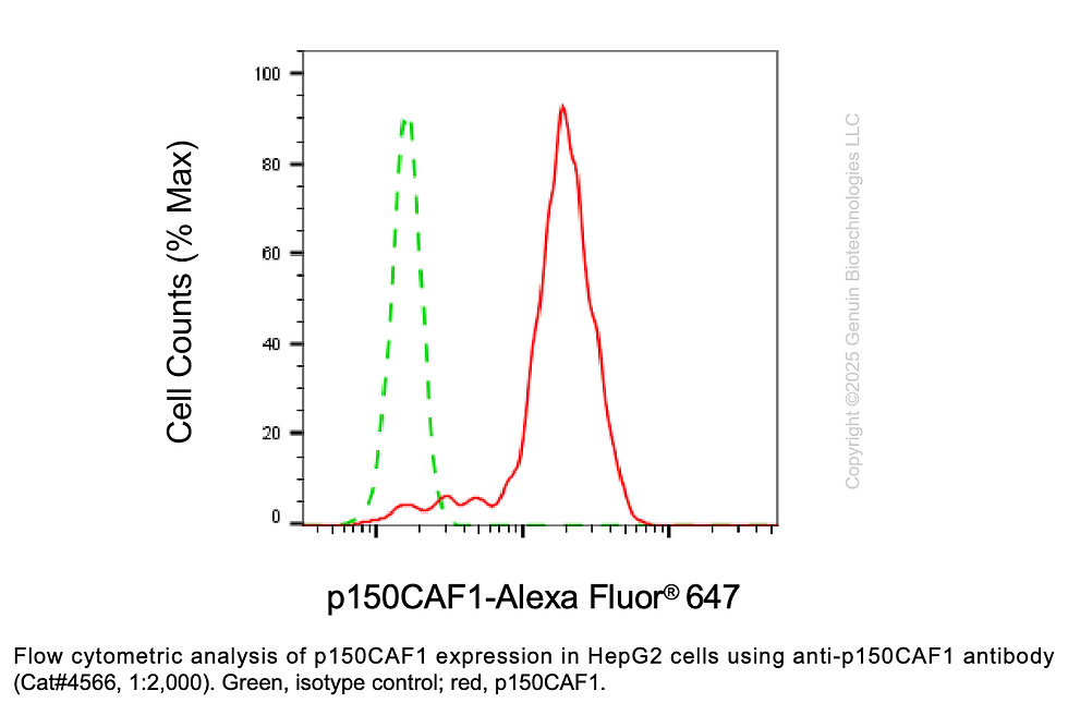 Thumbnail: Anti-p150 CAF1 Rabbit Monoclonal Ab #4566