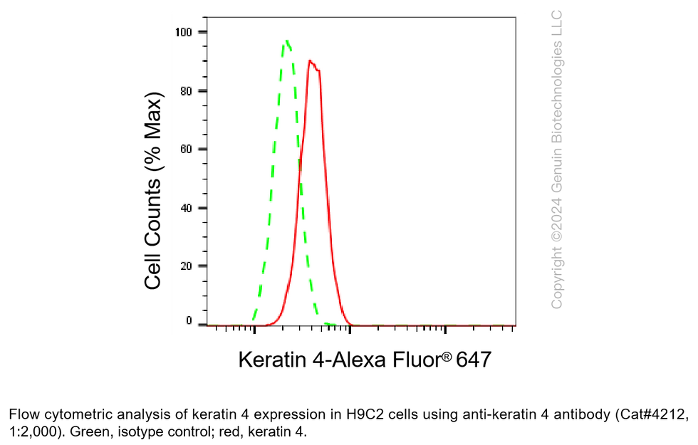 Thumbnail: Anti-Keratin 4 Rabbit Monoclonal Ab #4212