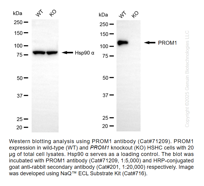 Thumbnail: KO-Validated Anti-Prominin Rabbit Monoclonal Ab #71209