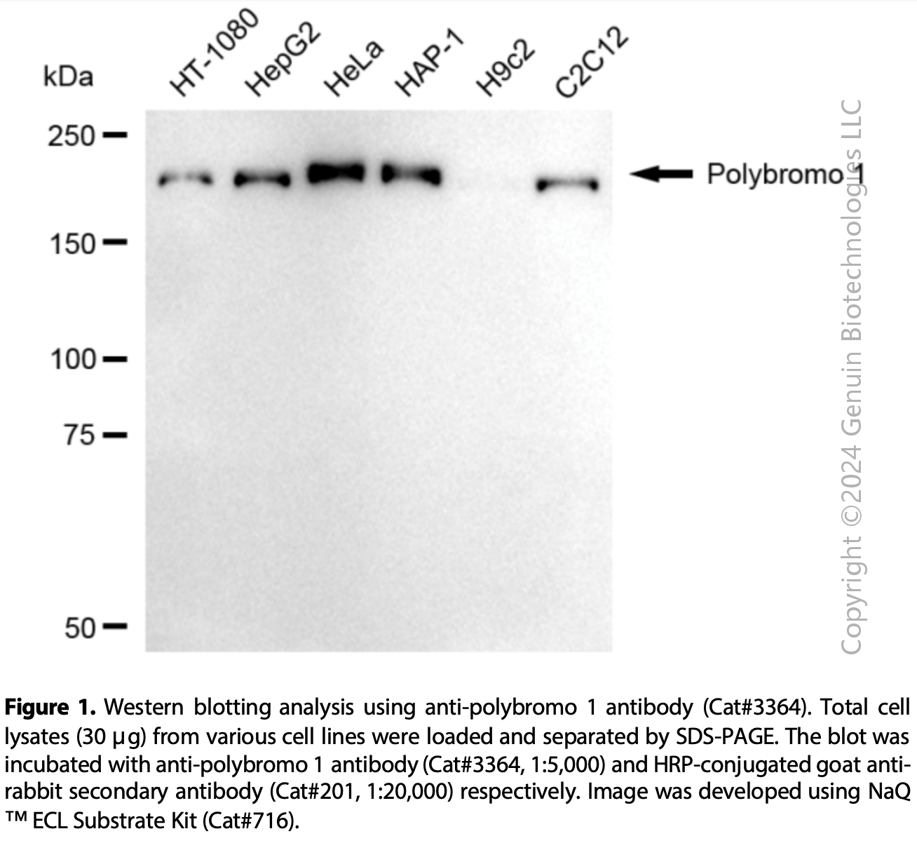 Anti-Polybromo 1 Rabbit mAb #3364