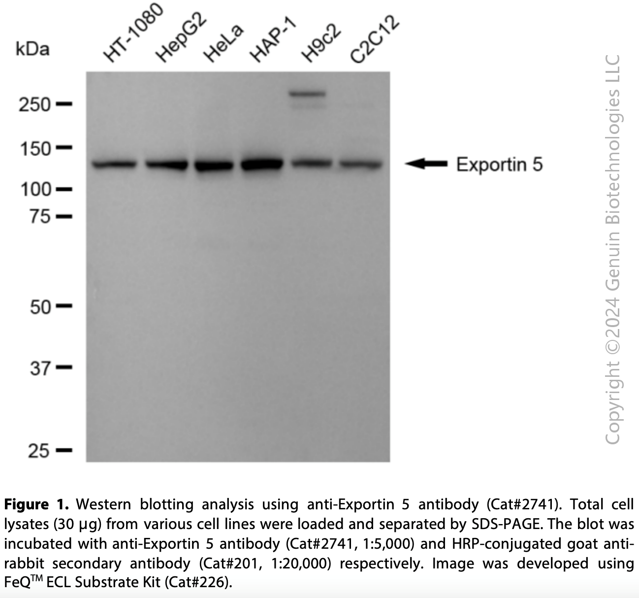 Anti-Exportin 5 Rabbit mAb #2741