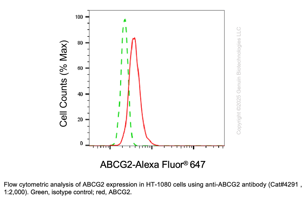 Thumbnail: Anti-ABCG2 Rabbit Monoclonal Ab #4291