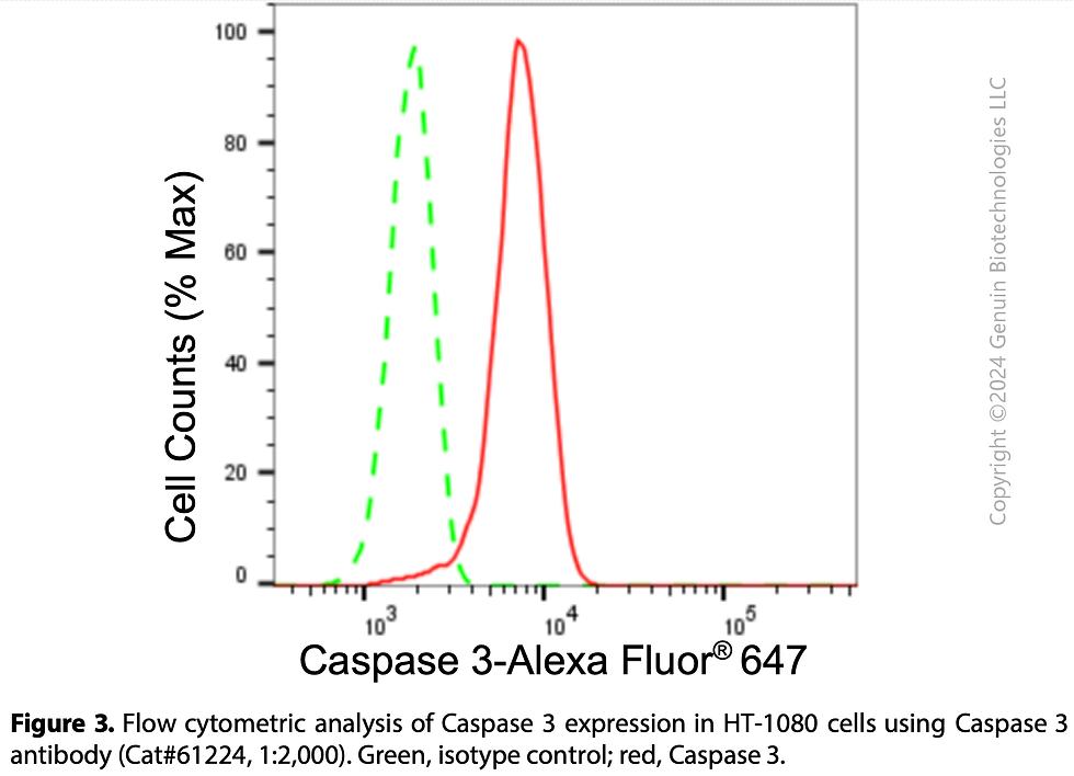 Thumbnail: KD-Validated Anti-Caspase 3 Rabbit mAb #61224