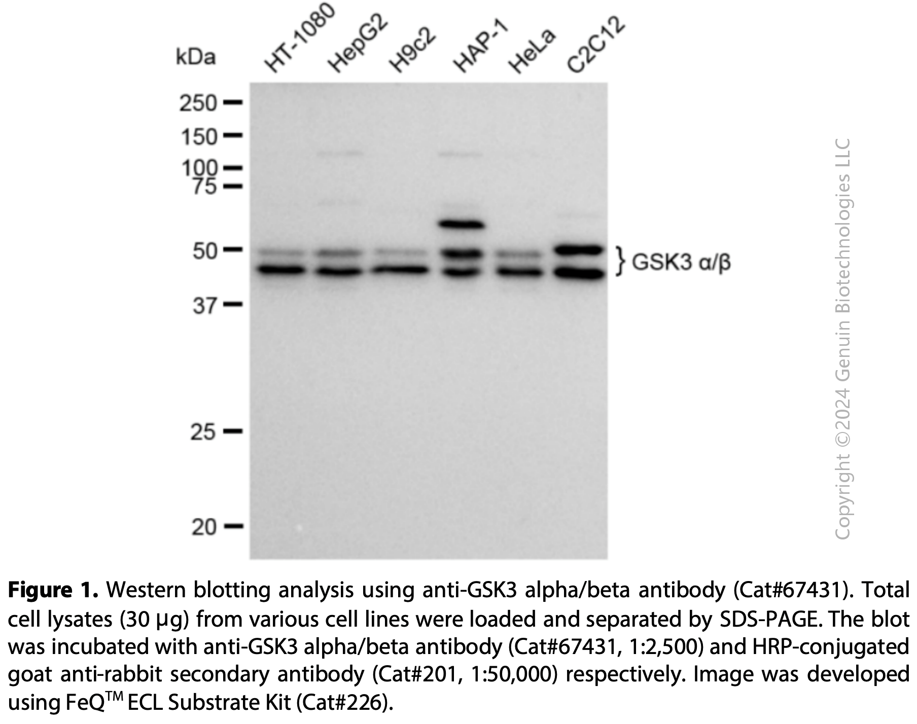 KD-Validated Anti-GSK3 Alpha/Beta Rabbit Monoclonal Ab#67431