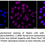Thumbnail: KD-Validated Anti-Glucose-6-Phosphate Dehydrogenase Rabbit Monoclonal Ab#63652