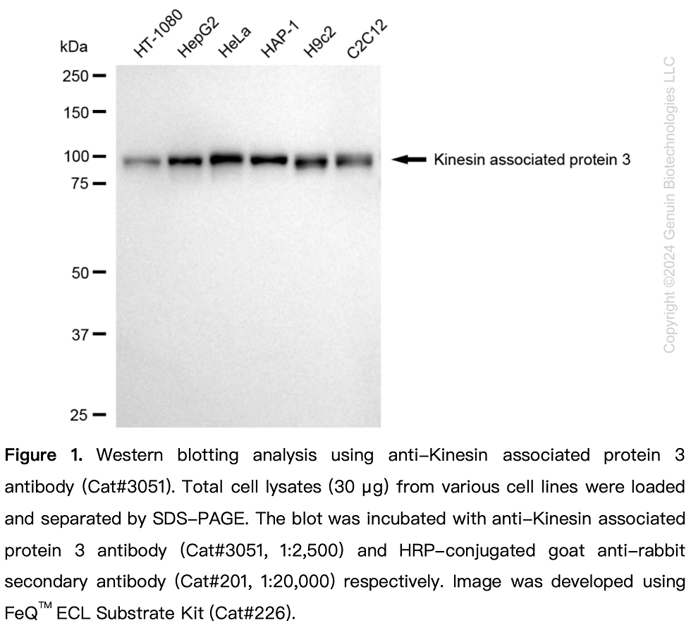 Anti-Kinesin Associated Protein 3 Rabbit mAb #3051