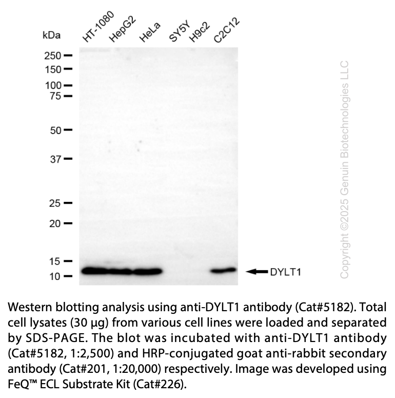 Anti-DYNLT1 Rabbit Polyclonal Ab #5182
